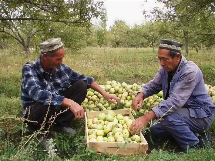 ансамбль ялла шахрисабз. в саду созрели яблоки. жители ферганской долины. нанай узбекистан наманган. группа ялла шахрисабз.