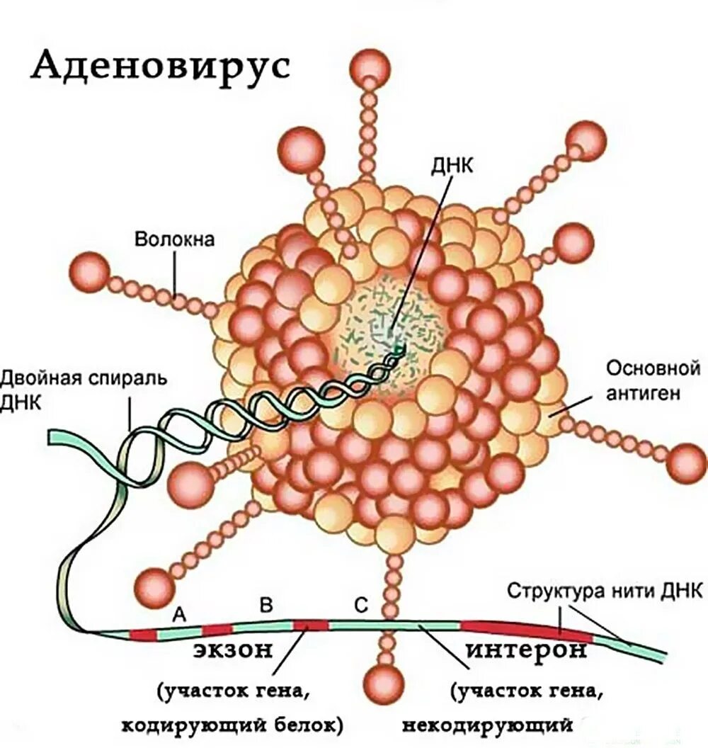 Астровирусная инфекция. Строение аденовируса микробиология. Аденовирусная инфекция возбудитель. Аденовирусная инфекция антигенная структура. Аденовирусы микробиология структура.