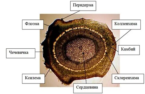 Срезы произведение