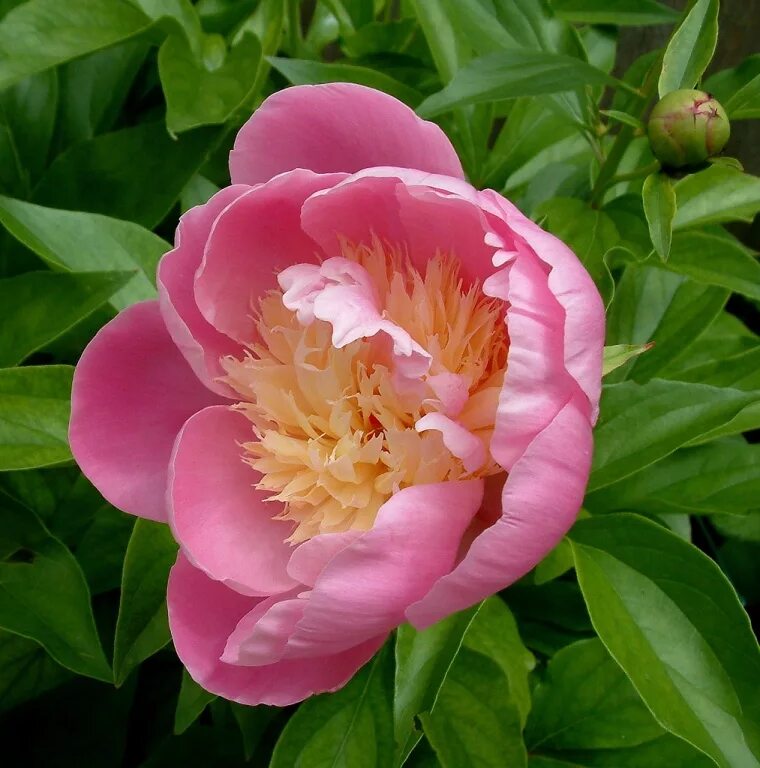 Разновидность пионов фото и названия. Пион Paeonia. Пион Reine Hortense. Пион розовидный.