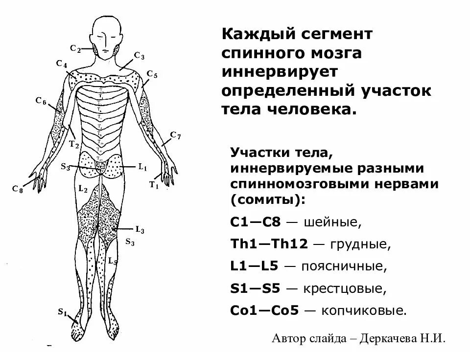 Зоны иннервации спинномозговых нервов схема. Сегменты спинного мозга схема иннервации. Схема иннервации тела сегментами спинного. Сегментарная иннервация тела схема. Сегментированное тело у каких