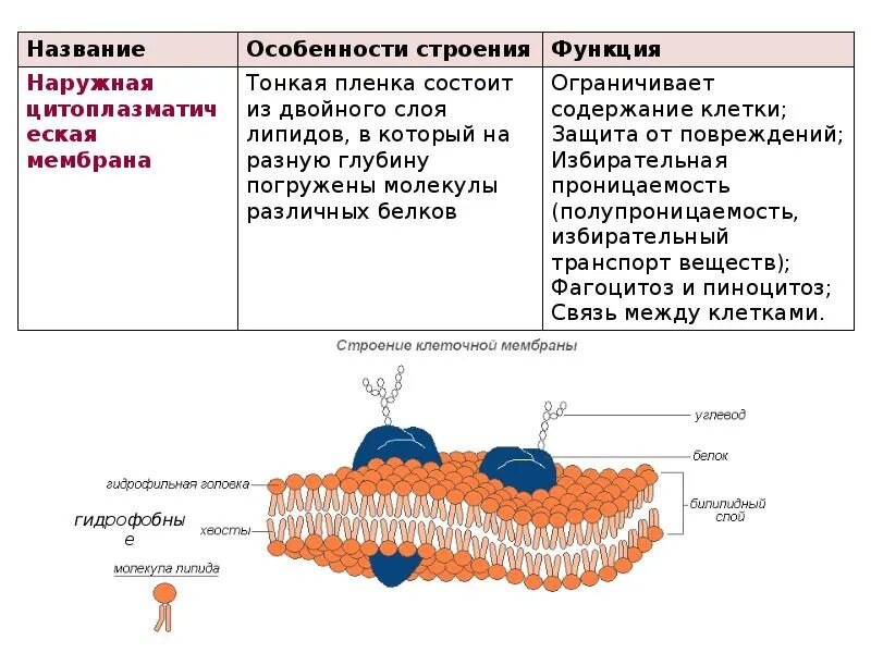 Молекула органического вещества эукариотической клетки. Наружная цитоплазматическая мембрана строение и функции. Строение мембраны эукориотич клетки. Цитоплазматическая мембрана строение и функции. Клеточная мембрана структура строение и функции.