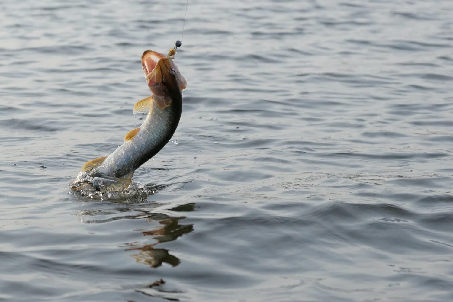 Сон достать из рыбы рыбу. Способы очистки рыбы. Сон достать из рыбы рыбу. Технология очистки рыбы от чешуи. Сон достать из рыбы рыбу.