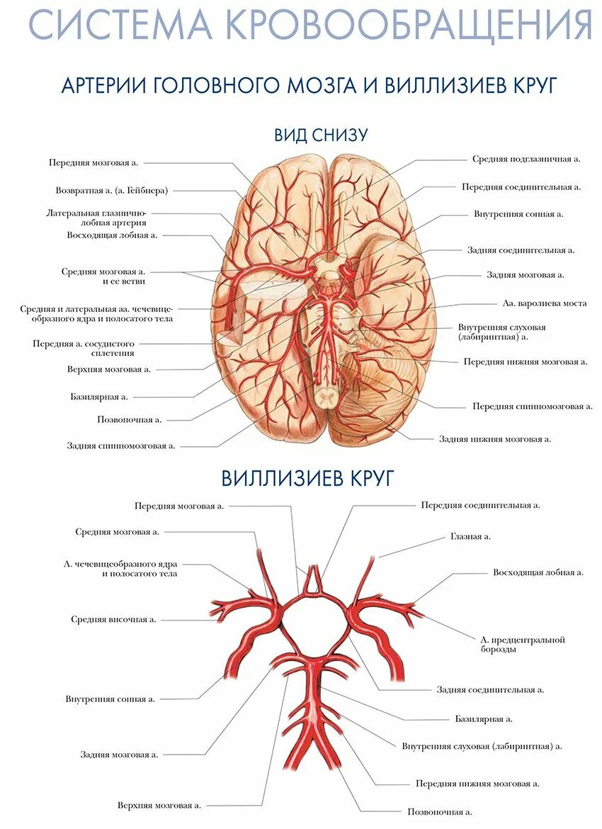 Виллизиев круг сосуды. Кровоснабжение головного мозга схема Виллизиев круг. Кровоснабжение мозга передняя мозговая артерия. Сосуды головного мозга круг кровообращения. Мозговые артерии Виллизиев круг.