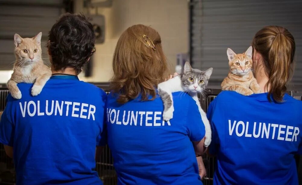 Волонтеры и животные. Волонтеры с животными. Волонтеры в приюте для животных. Волонтерство животные.