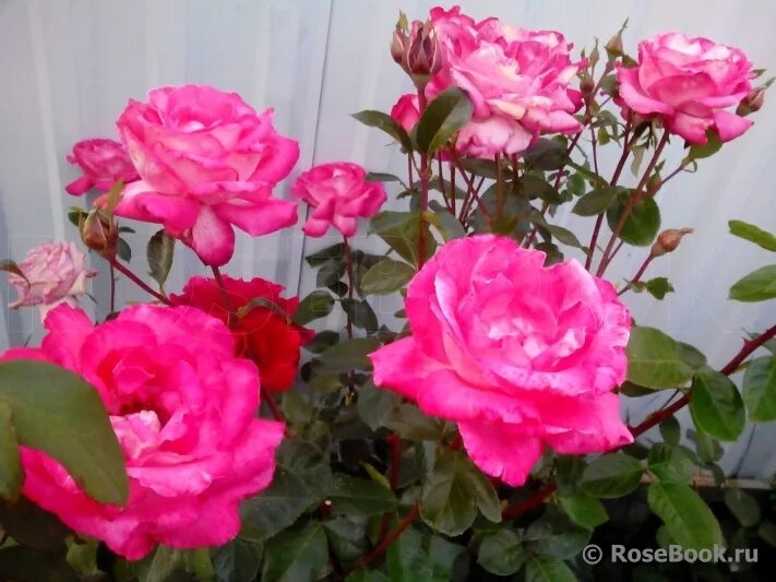 роза изабель омбре. роза изабелла фото. изабель отисье роза энциклопедия. роза изабель ренессанс. изабель аубрет роза.