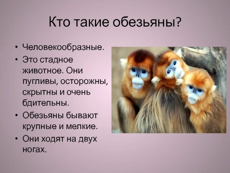 Энциклопедия статья об обезьянах 3 класс. Интересные факты о обезьнках. Интересные факты про обезьян. Обезьяна для презентации. Удивительные факты про обезьян.