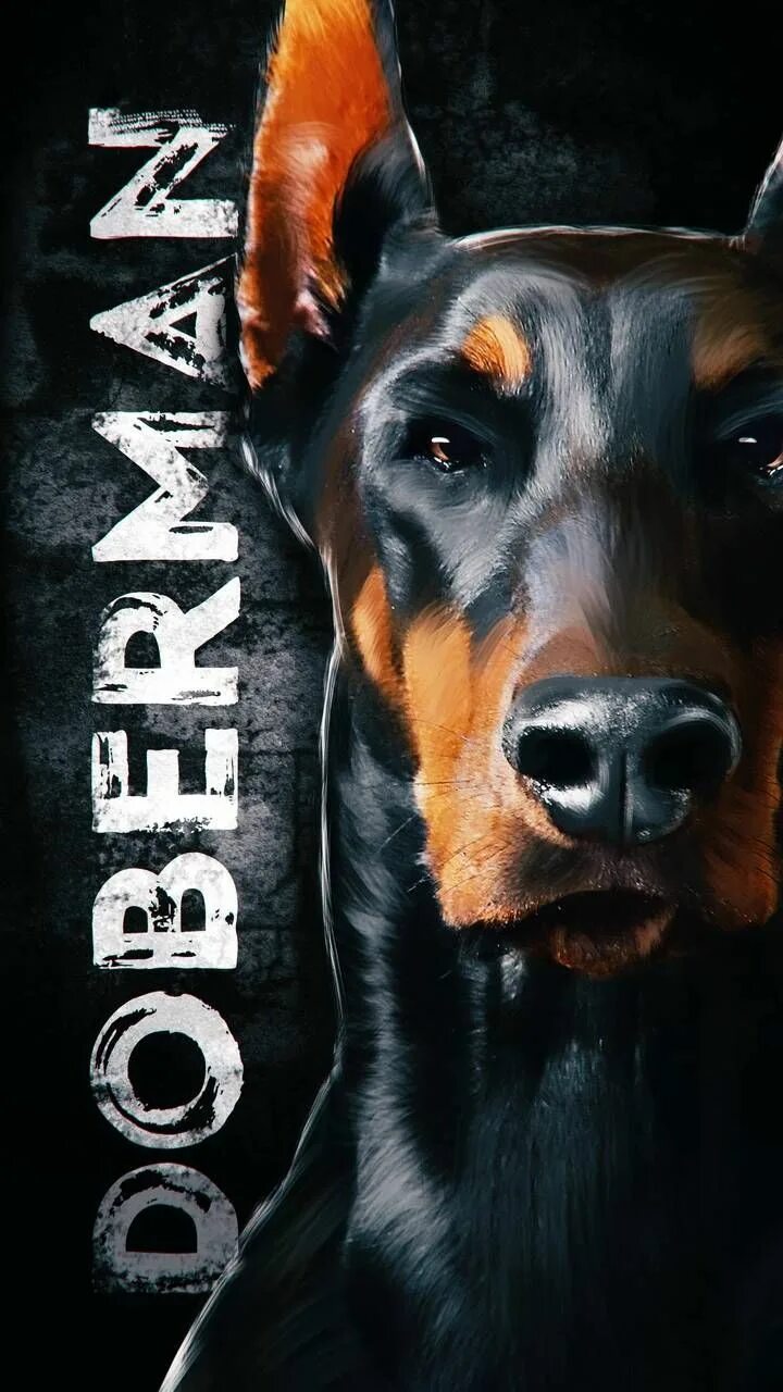 Крутая собака. Доберман. Заставки на телефон доберман. Доберман пинчер. Черный доберман без подпалин.