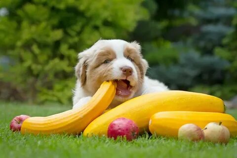 Dog vegetable