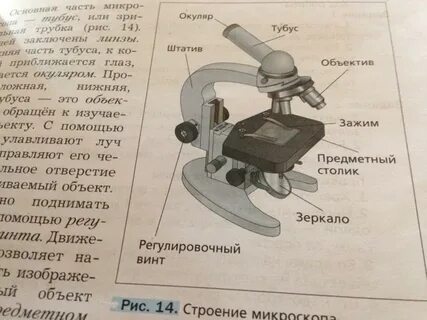 Какую функцию выполняет окуляр в микроскопе