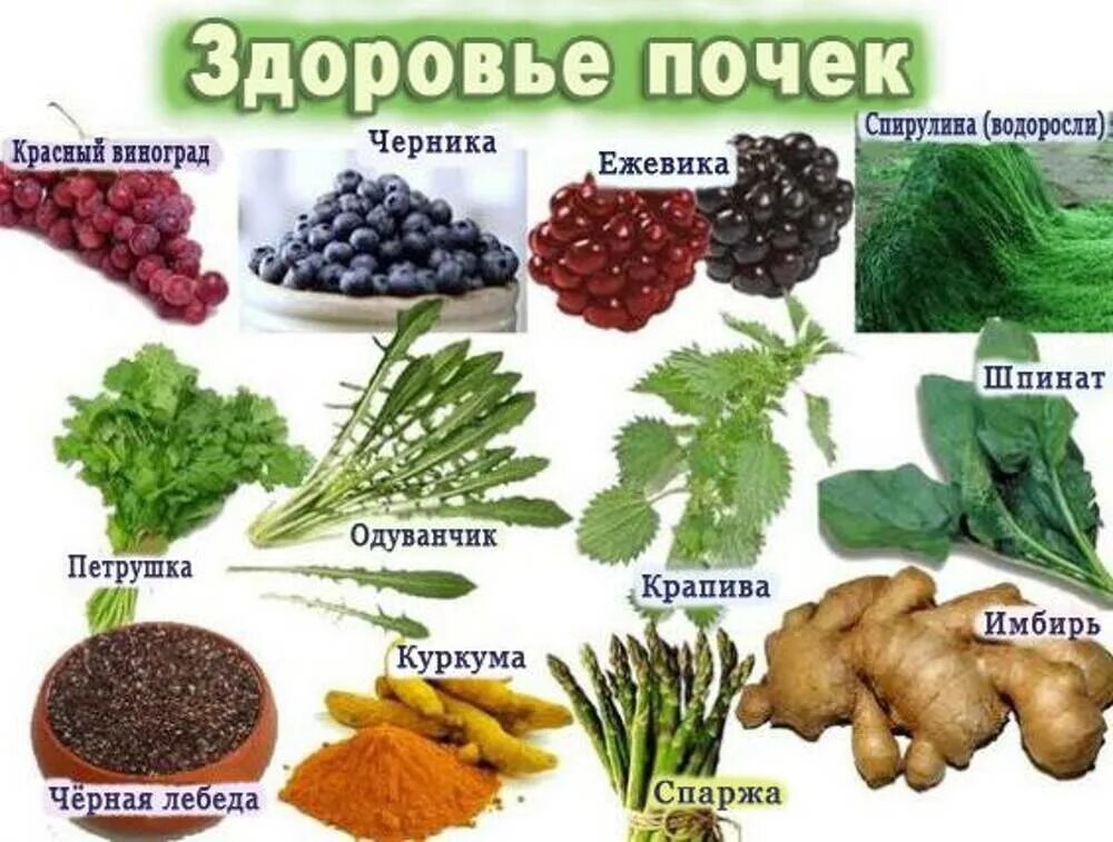 Продукты для почек. Полезная еда для почек. Полезная диета для заболевания почек. Какие продукты полезны для почек.