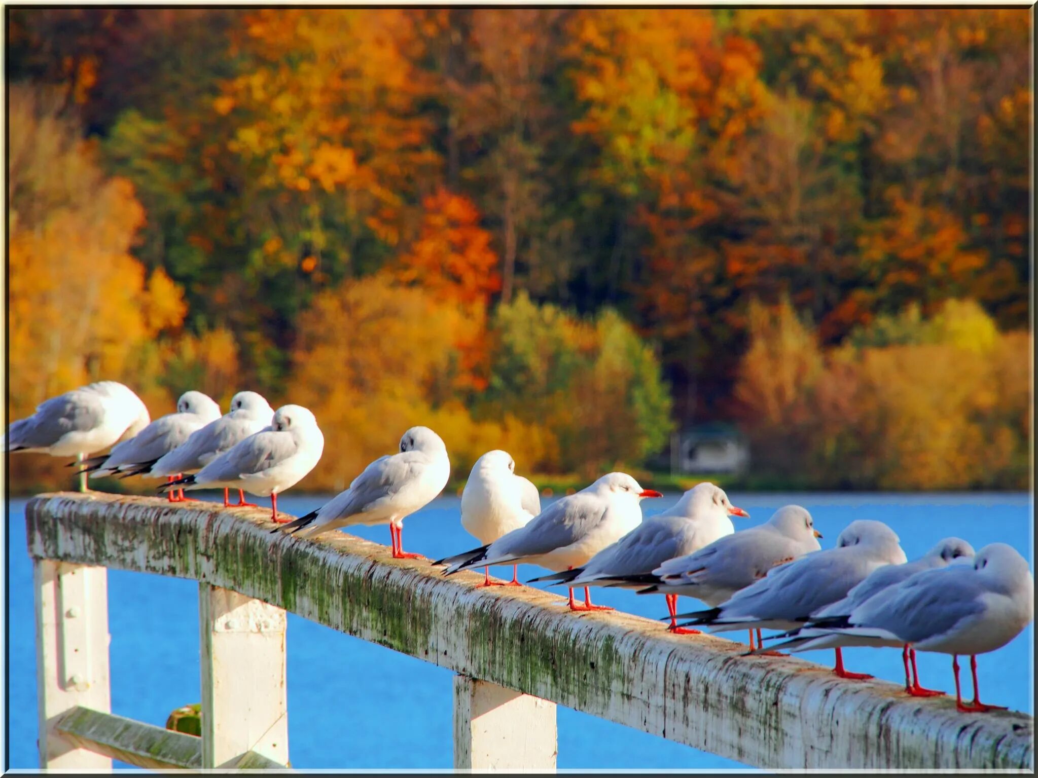 Autumn birds. Птицы осенью. Осень море птицы. Море Чайки осень. Чайка осенью.