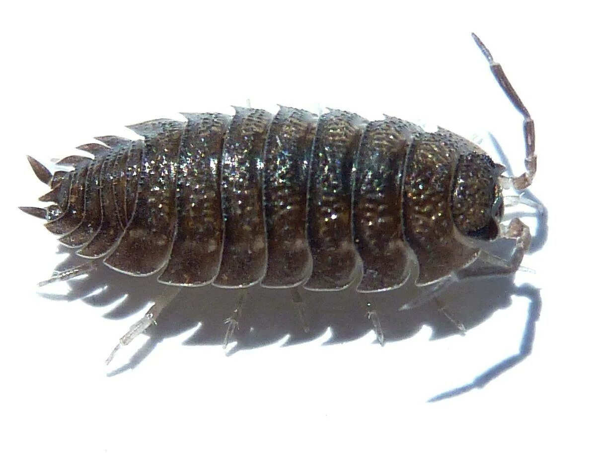 Чешуйницы род. Мокрица Жук личинки. Мокрицы Porcellio scaber. Жук мокрица броненосец. Мокрица обыкновенная насекомое.