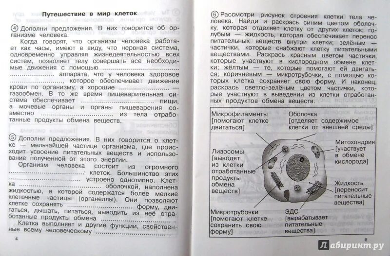 Сохраняет форму клетки и сохраняет ее содержимое