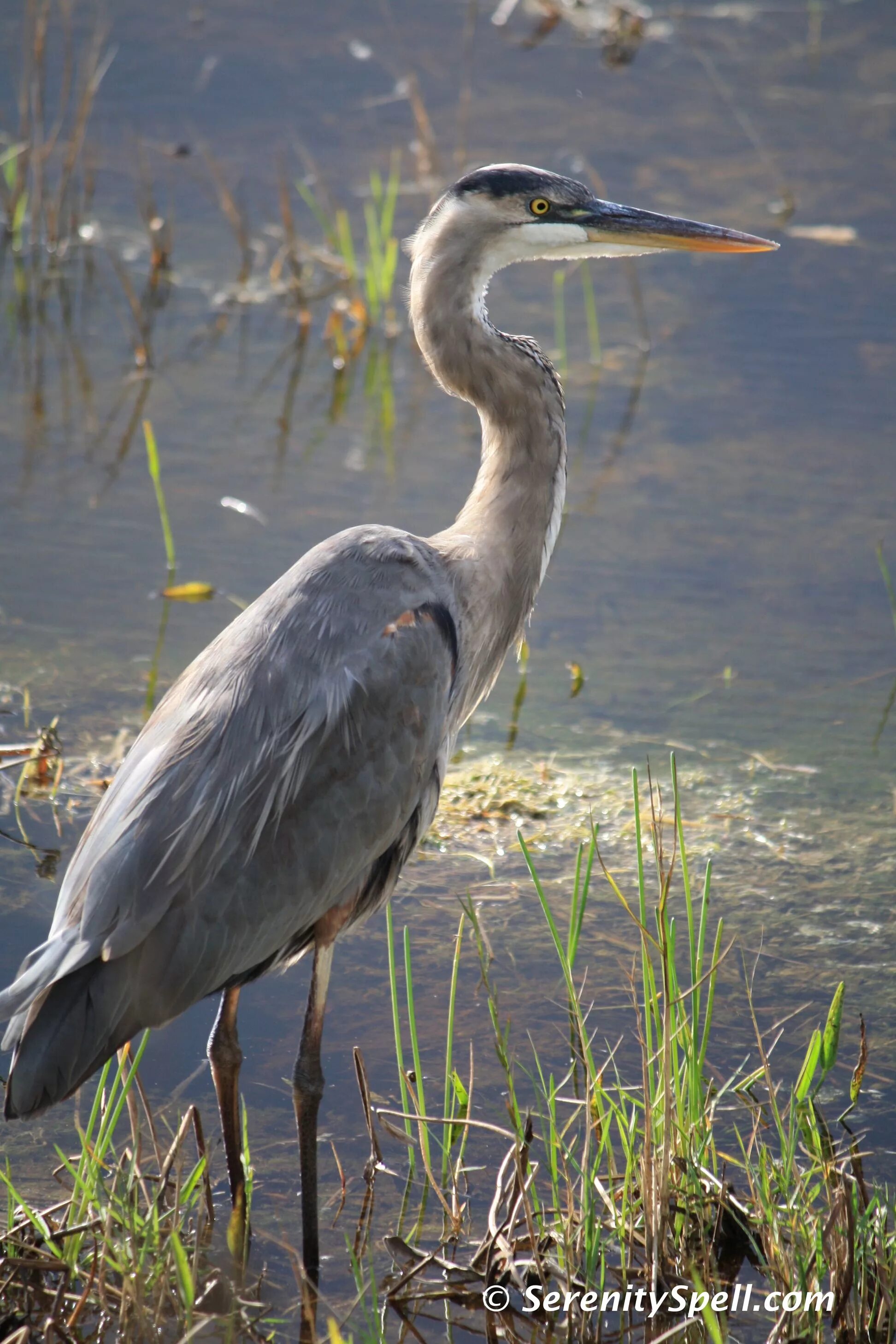 Включи цапля. Серая цапля. цапля серая болотная. heron птица. птица серая цапля.