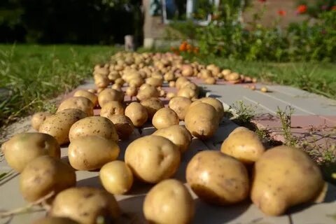Береговой картошка