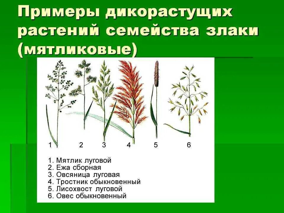 Распространенные злаки. Семейство Мятликовые дикорастущие растения. Злаковые дикорастущие растения и культурные растения. Семейство злаки Мятликовые. Семейство злаки (Мятликовые) цветки.