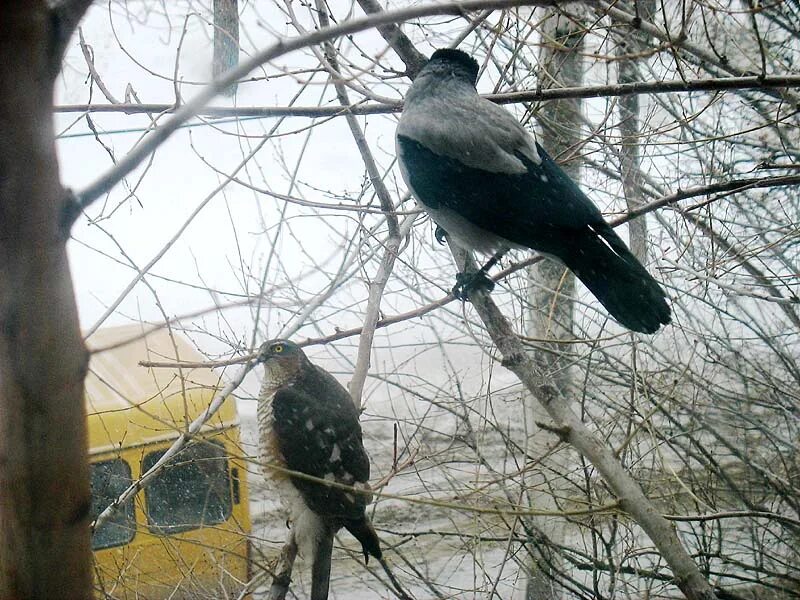 Михалков стихотворение зяблик. Толстого «варя и чиж»:. Лев николаевич толстой рассказ птичка. Графика на крафте птички. «подумаешь, птицы!…» книга.