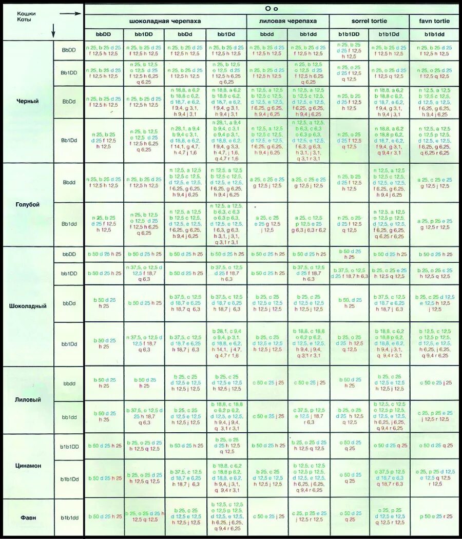 Код окраса. Таблица генетики окрасов кошек. Таблица генетики окрасов шотландских кошек. Окрас котят Мейн кунов таблица. Окрасы кошек Мейн кун таблица.