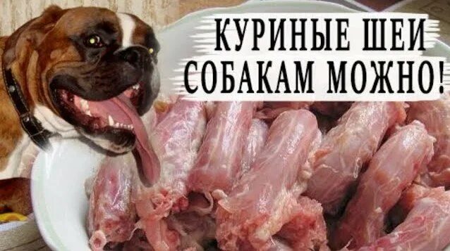 Можно ли давать кости собакам. Трубчатые кости это какие нельзя собакам.