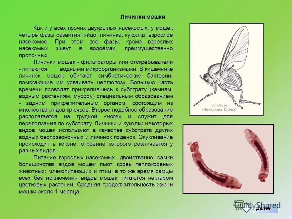 Стадия развития куколка характерна для