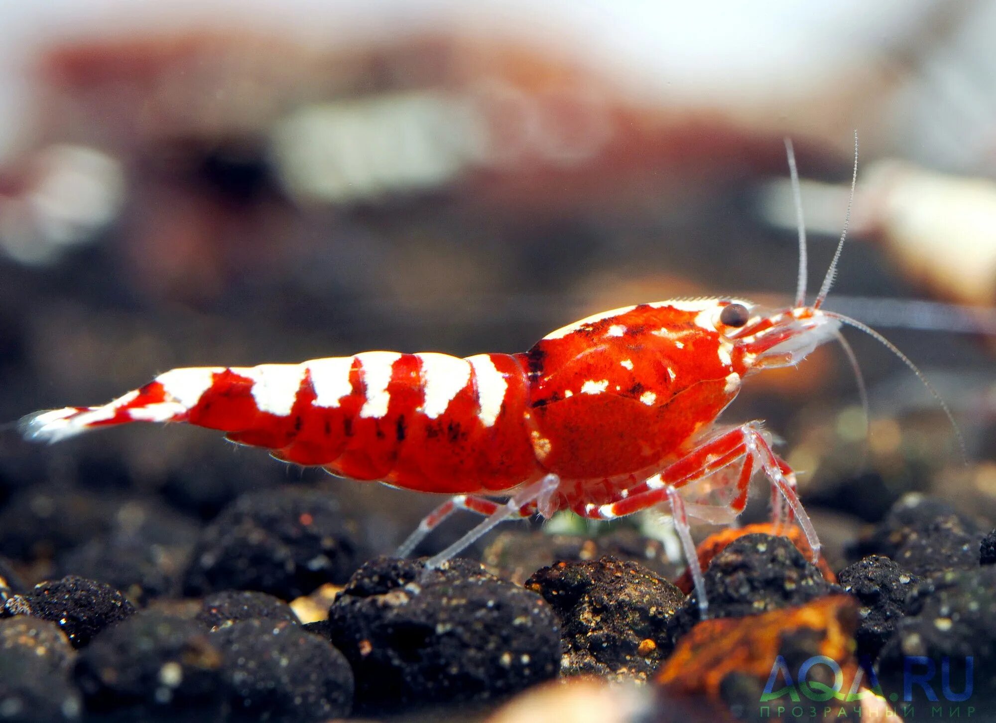Креветка для уличной кошки 9 букв сканворд. Креветка caridina parvula. Pinto zebra креветки. Креветка рили аквариумная. Креветки амано красные.