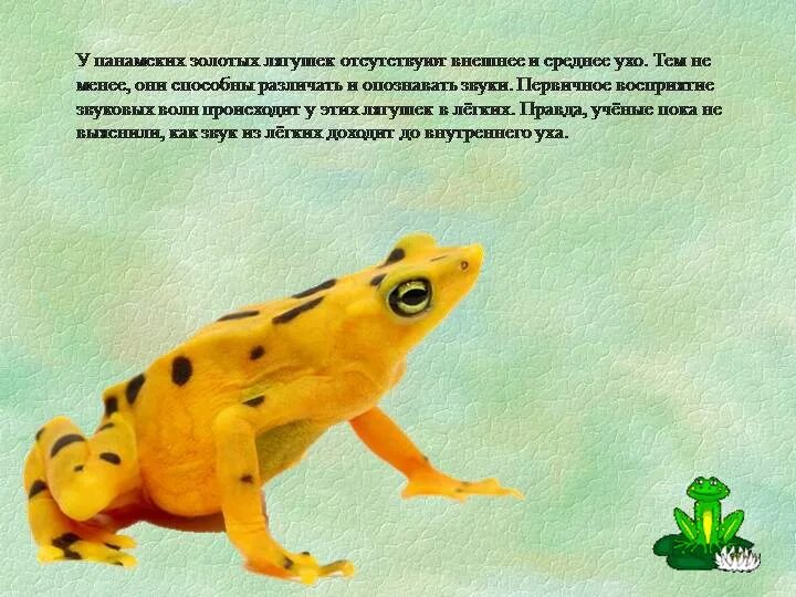 Интересные факты о лягушках. Лягушка созревание. смешные факты о лягушках. факты о лягушках разные страны. интересный факт о лягушке на английском.