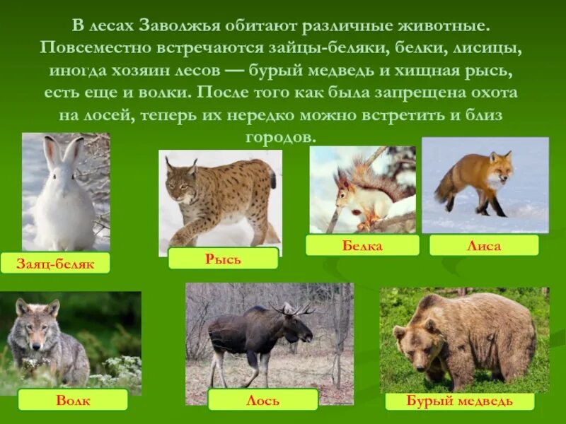 Какие леса встречаются на территории. Животные Нижегородской области. Животный мир Нижегородской области. Звери Нижегородской области. Животные обитающие в Нижегородской области.