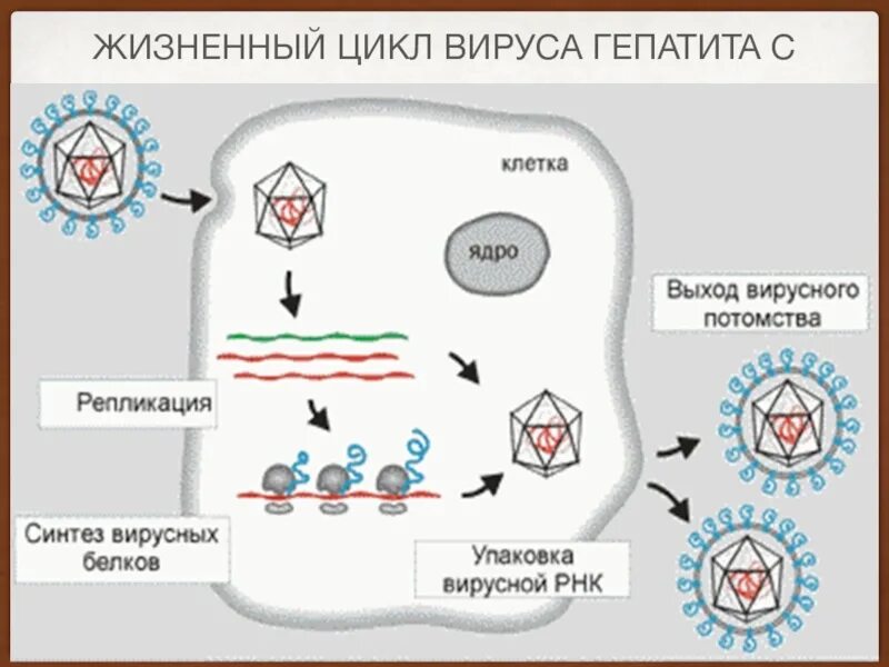 Жизненный цикл гепатита с. Схема репликации вируса гепатита а. Схема жизненного цикла вируса гепатита в. Гепатит а патогенез