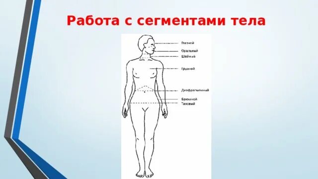 Сегменты тела человека. Сегменты туловища. Верхний сегмент тела. Названия сегментов тела. Сегментированное тело у каких