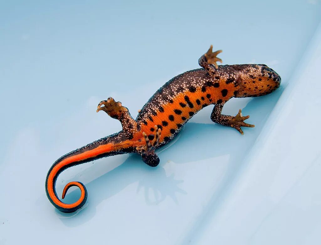 Гребенчатый тритон (triturus cristatus). Обыкновенный тритон lissotriton vulgaris. Обыкновенный тритон. Серопятнистый тритон. Хвост тритона.