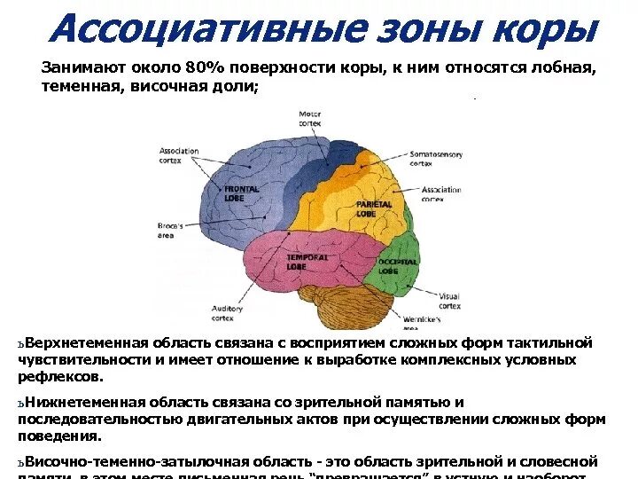 Какая зона в височной доле. Ассоциативные зоны. Ассоциативные зоны коры. Ассоциативные зоны теменной доли. Нижнетеменная область коры.