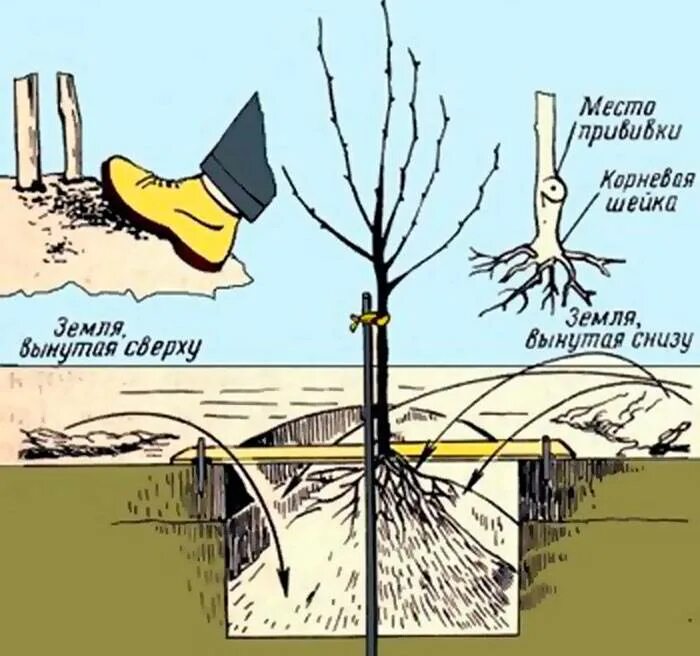 Правильная посадка саженцев. Посадка яблони весной саженцами. Схема посадки саженца яблони. Схема посадки саженцев яблони. Корневая шейка саженца яблони.