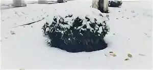Снежное на 10 дней