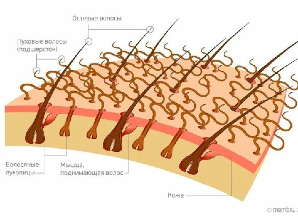 Строение волосяного Покрова человека. Строение волосяного Покрова с кожей. Строение волоса типы волос у собак. Строение остевого волоса. Появление волосяного покрова