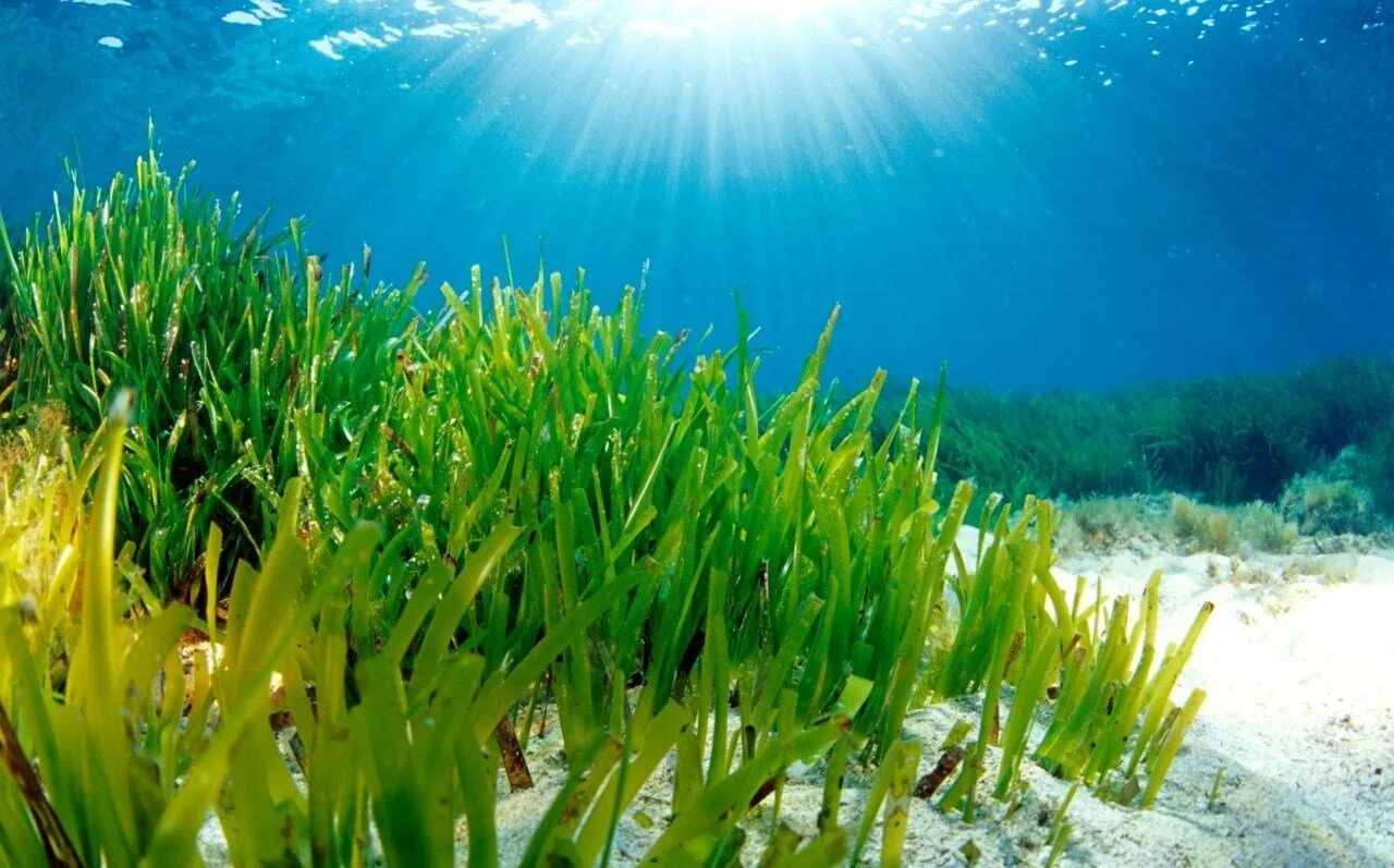 Водоросли и свет. Посидония водоросль. Морская трава Посейдония. Посейдония водоросли. Посидония океаническая.