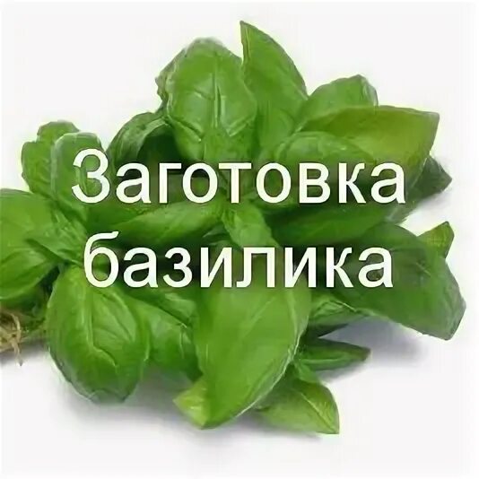 Когда срезать базилик для сушки на зиму. Базилик перерос. срезка базилика. как обрезать базилик. как правильно срезать базилик.