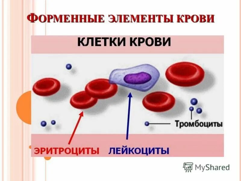 Защитные элементы крови. Элемент крови. Форменные элементы крови. Фирменный элементы крови. Элементы крови рисунок.