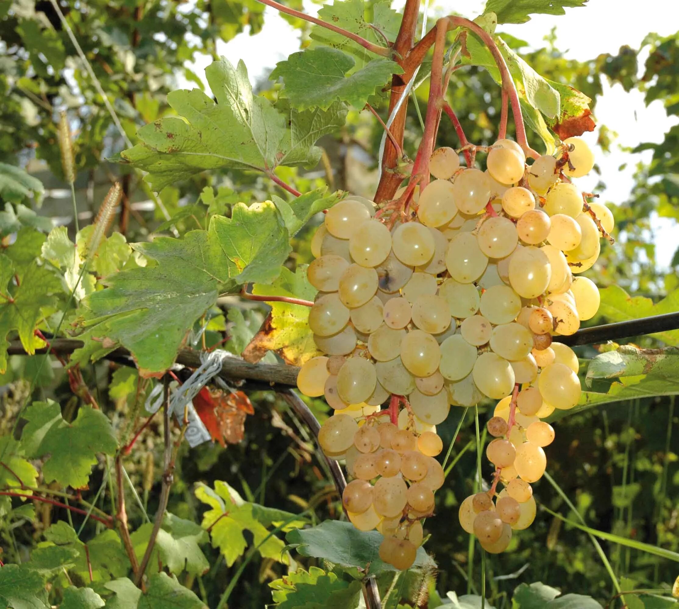 Виноград Амурский Vitis amurensis. Виноград кишмиш белый Потапенко. Виноград Амурский белый. Виноград Амурский (Vitis amurensis Rupr.). Сорт зоренька