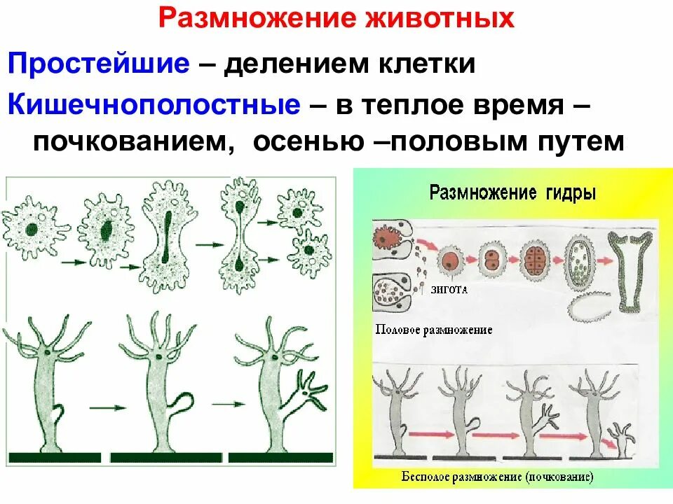 Презентация формы размножения животных 8 класс биология. Размножение. Размножение животных. Размножение путём почкования. Почкование кишечнополостных.