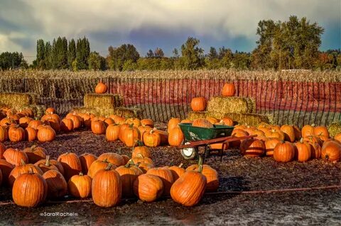 Pumpkin patch