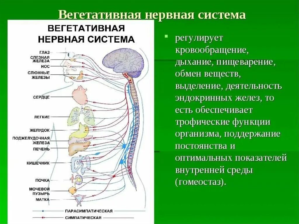 Иннервация и рефлексы. Структура и функции автономной вегетативной нервной системы. Вегетативная нервная система анатомия строение. Строение симпатического отдела вегетативной нервной системы схема. Автономный вегетативный отдел нервной системы.
