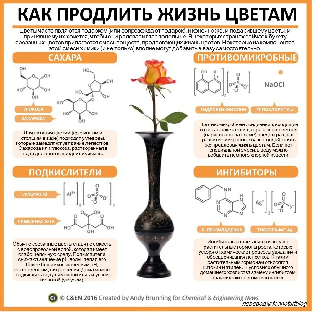 Химический цветок. Инфографика химия. Продлить жизнь букету. Химия растений инфографика.