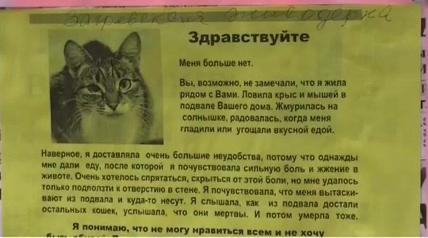 Проверишь слышимая. Мёртвые коты в подвале. Стихотворение про кошку и котенка в подвале. Про котенка с подвала стих. Закон о кошках в подвалах.