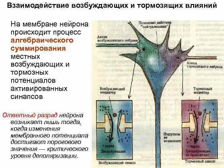 Процесс возбуждения нервных клеток. Взаимодействие тормозных и возбуждающих синапсов. Торможение возбуждения в синапсе. Взаимосвязь тормозных и возбуждающих синапсов. Взаимодействие торможения и возбуждения.