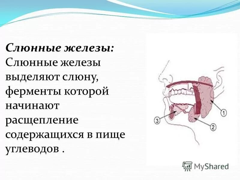 Ротовая полость начало расщепления. Слюнные железы выделяют. Слюнные железы ферменты. Что расщепляют слюнные железы. Слюнные железы выделяют ферменты.