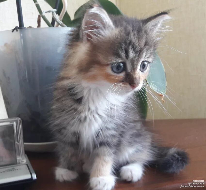 Купить котенка в тульской. Трехцветный котенок. Котята Сибирские домашний. Трёхцветная кошка даром. Котёнок трёхцветный пушистый в добрые руки.