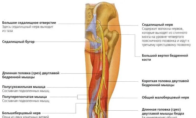 Топография седалищного нерва на бедре. Ветви седалищного нерва схема. Седалищный нерв иннервирует мышцы. Седалищный нерв анатомия схема. Невропатия наружная бедра