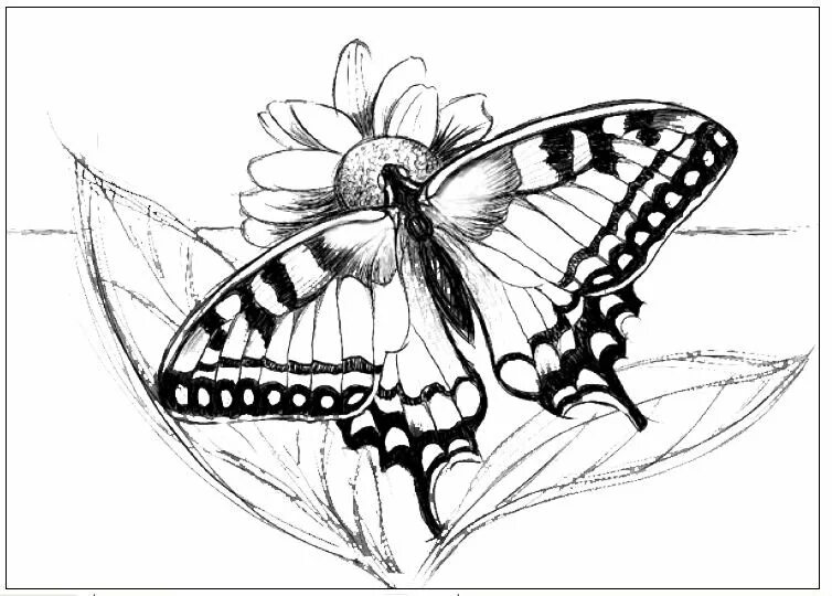 Бабочка рисунок. Бабочка эскиз. Рисование бабочки. Рисунок бабочки карандашом для срисовки. Красивые бабочки карандашом