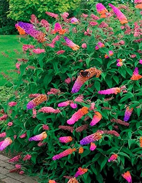 Буддлея Флауэр Пауэр. Буддлея Давида Флауэр Пауэр. Buddleja davidii Flower Power Буддлея Давида Флауэр Пауэр. Буддлея Давида трехцветная. Флауэр пауэр